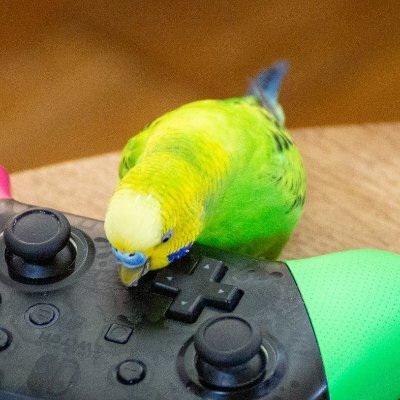プレインコ