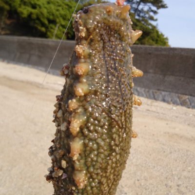 はやいナマコ