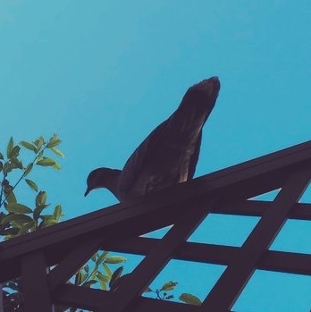 ヒズミ