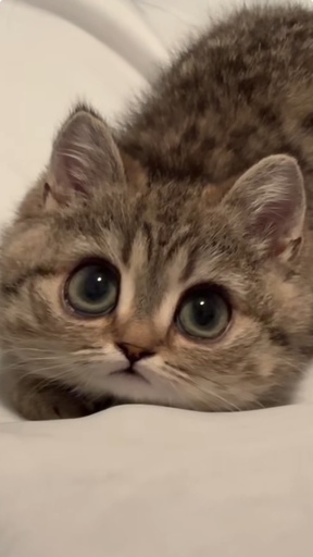 GravityCat