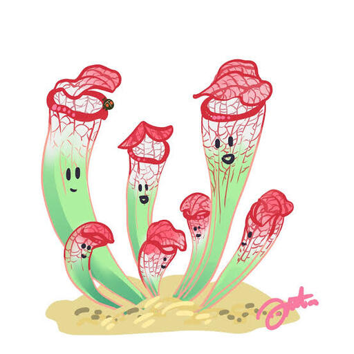 サラセニア