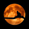 月夜野猫